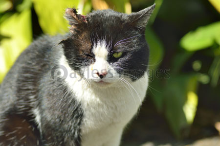 傷を負った野良猫 - 商用利用可能な写真素材・イラスト素材なら