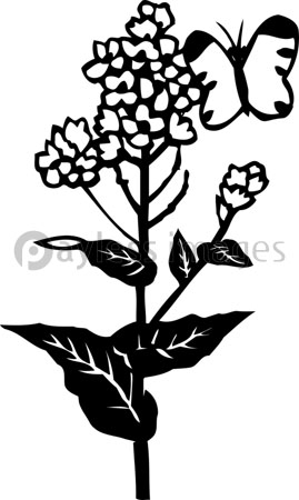 菜の花 商用利用可能な写真素材 イラスト素材ならストックフォトの定額制ペイレスイメージズ