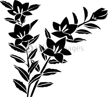 ききょう ストックフォトの定額制ペイレスイメージズ