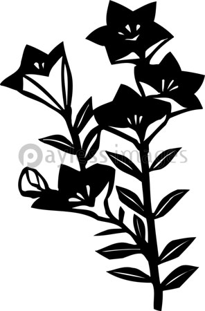 ききょう ストックフォトの定額制ペイレスイメージズ