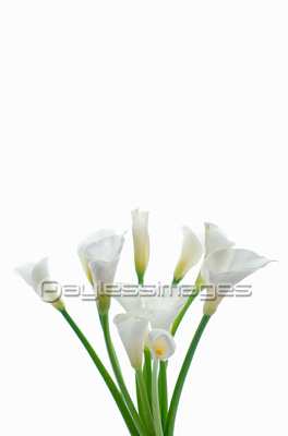 カーラーの花瓶生け ストックフォトの定額制ペイレスイメージズ