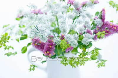 スターチスの花瓶生け 商用利用可能な写真素材 イラスト素材ならストックフォトの定額制ペイレスイメージズ