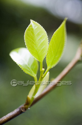 枝葉の写真 イラスト素材 写真素材 商用利用可能な写真素材 イラスト素材ならストックフォトの定額制ペイレスイメージズ