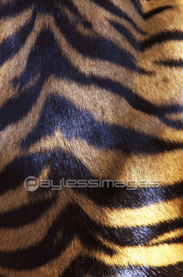 虎柄の写真 イラスト素材 写真素材 ストックフォトの定額制ペイレスイメージズ