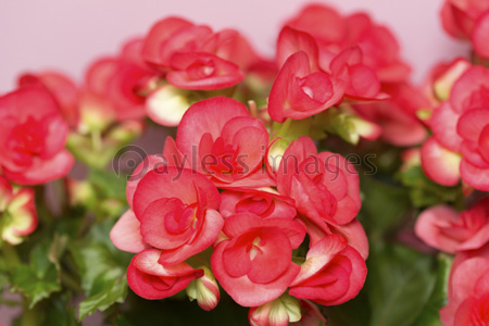 ベゴニアの花 商用利用可能な写真素材 イラスト素材ならストックフォトの定額制ペイレスイメージズ