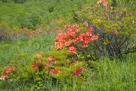 五味池破風高原自然園 レンゲツツジ ストックフォトの定額制ペイレスイメージズ