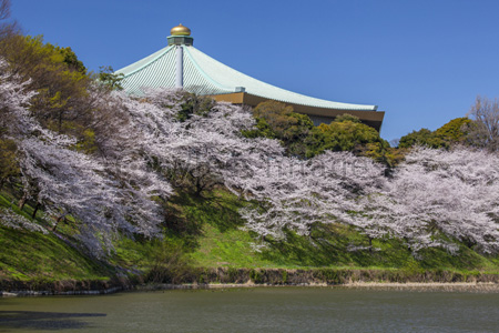 日本武道館と桜 ストックフォトの定額制ペイレスイメージズ