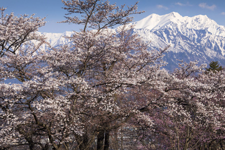 富士山と桜 - 商用利用可能な写真素材・イラスト素材ならストック
