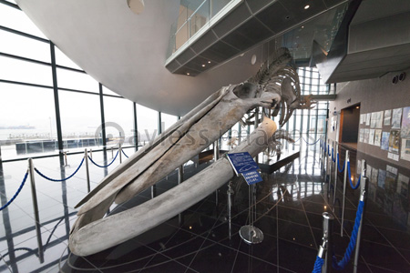 シロナガスクジラの骨格標本 商用利用可能な写真素材 イラスト素材ならストックフォトの定額制ペイレスイメージズ