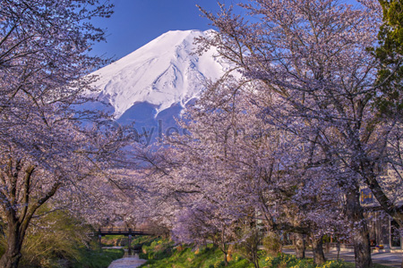 富士山と桜 - 商用利用可能な写真素材・イラスト素材ならストック