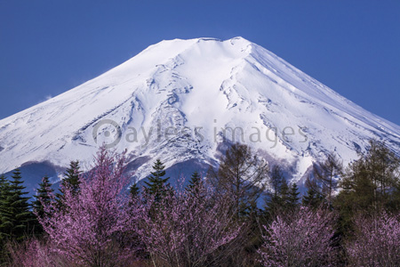 富士山と桜 - 商用利用可能な写真素材・イラスト素材ならストック