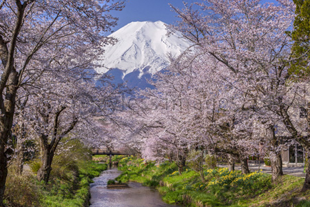 富士山と桜 - 商用利用可能な写真素材・イラスト素材ならストック