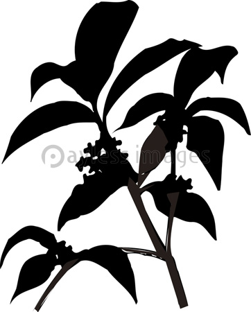 キンモクセイのシルエット 商用利用可能な写真素材 イラスト素材ならストックフォトの定額制ペイレスイメージズ キンモクセイのシルエット 商用利用可能な写真素材 イラスト素材ならストックフォトの定額制ペイレスイメージズ