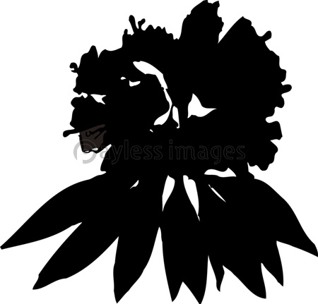 シャクナゲのシルエット 商用利用可能な写真素材 イラスト素材ならストックフォトの定額制ペイレスイメージズ