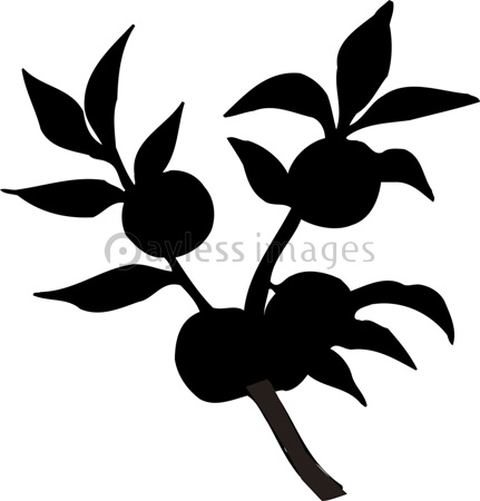 スダチのシルエット 商用利用可能な写真素材 イラスト素材ならストックフォトの定額制ペイレスイメージズ