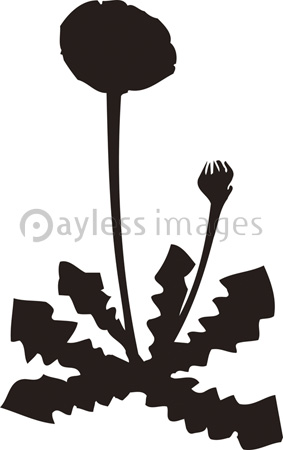 タンポポのシルエット 商用利用可能な写真素材 イラスト素材ならストックフォトの定額制ペイレスイメージズ