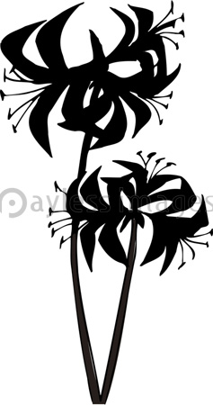 すべての動物の画像 上白黒 彼岸花 イラスト フリー