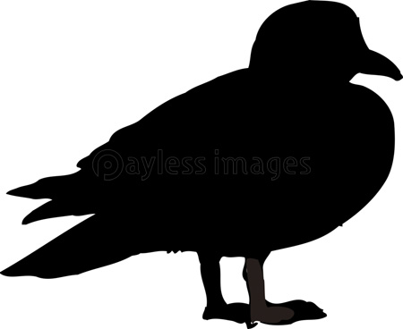 カルガモの写真 イラスト素材 写真素材 ストックフォトの定額制ペイレスイメージズ