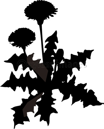 ギンランのシルエット 商用利用可能な写真素材 イラスト素材ならストックフォトの定額制ペイレスイメージズ