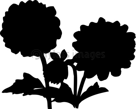 センニチコウのシルエット 商用利用可能な写真素材 イラスト素材ならストックフォトの定額制ペイレスイメージズ