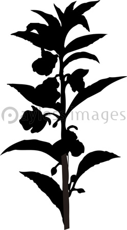 センニチコウのシルエット 商用利用可能な写真素材 イラスト素材ならストックフォトの定額制ペイレスイメージズ