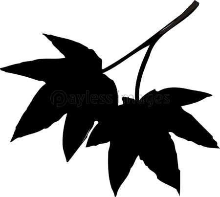モミジの葉のシルエット ストックフォトの定額制ペイレスイメージズ