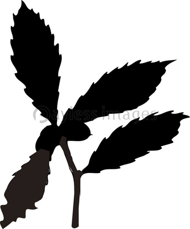 どんぐりの写真 イラスト素材 写真素材 ストックフォトの定額制ペイレスイメージズ