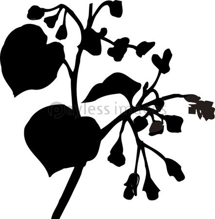 センニチコウのシルエット 商用利用可能な写真素材 イラスト素材ならストックフォトの定額制ペイレスイメージズ