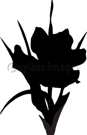 センニチコウのシルエット 商用利用可能な写真素材 イラスト素材ならストックフォトの定額制ペイレスイメージズ