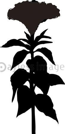 センニチコウのシルエット 商用利用可能な写真素材 イラスト素材ならストックフォトの定額制ペイレスイメージズ