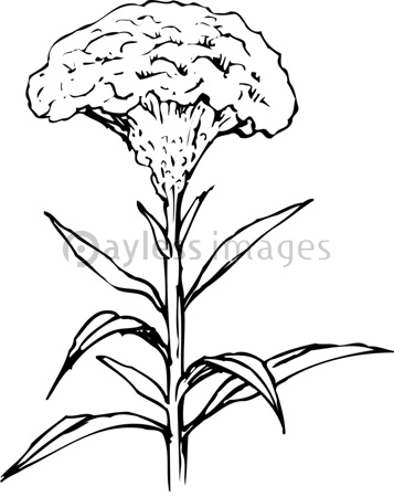 ケイトウ 商用利用可能な写真素材 イラスト素材ならストックフォトの定額制ペイレスイメージズ