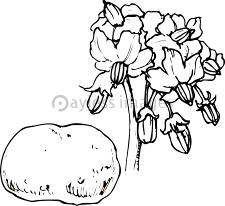 ジャガイモの花 商用利用可能な写真素材 イラスト素材ならストックフォトの定額制ペイレスイメージズ
