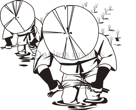 田植え ストックフォトの定額制ペイレスイメージズ