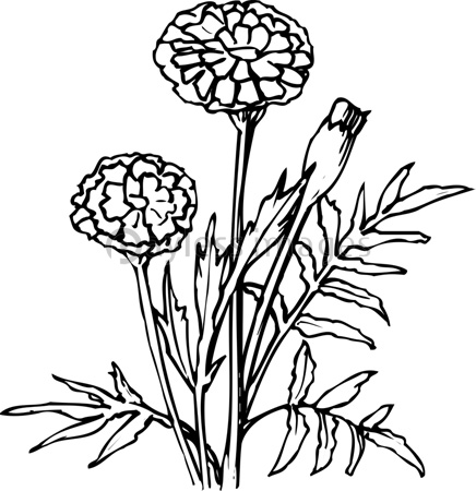 マリーゴールドの写真 イラスト素材 写真素材 ストックフォトの定額制ペイレスイメージズ