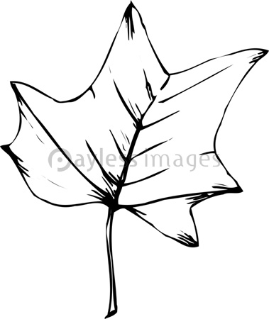 秋の花木の写真 イラスト素材 写真素材 ストックフォトの定額制ペイレスイメージズ