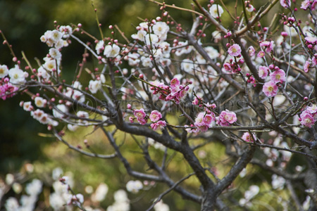 同じ木に白とピンクの花を咲かせた梅 商用利用可能な写真素材 イラスト素材ならストックフォトの定額制ペイレスイメージズ