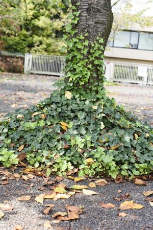 木の根元から絡まるポトス 商用利用可能な写真素材 イラスト素材ならストックフォトの定額制ペイレスイメージズ