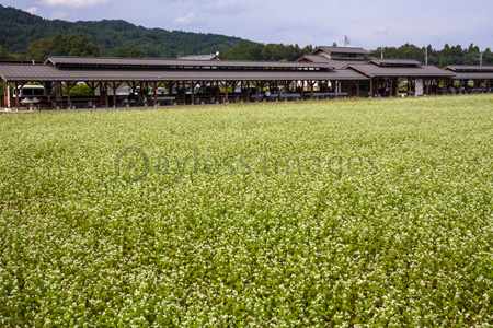 ちちぶ花見の里 ソバの花群落 商用利用可能な写真素材 イラスト素材ならストックフォトの定額制ペイレスイメージズ