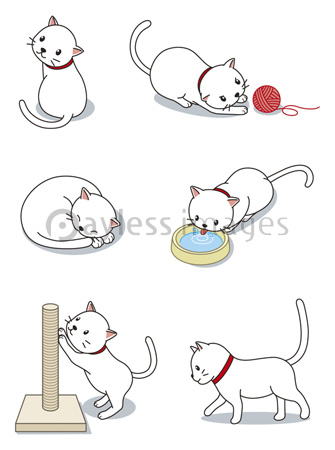 白猫のいろいろなポーズ ストックフォトの定額制ペイレスイメージズ