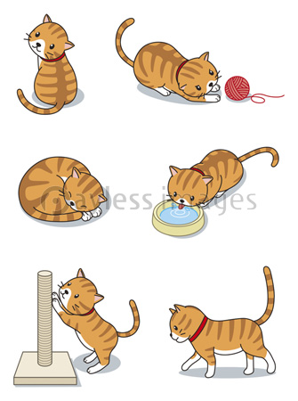 茶トラの猫のいろいろなポーズ 商用利用可能な写真素材 イラスト素材ならストックフォトの定額制ペイレスイメージズ