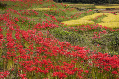 寺坂棚田 ヒガンバナの写真 イラスト素材 Gf ペイレスイメージズ