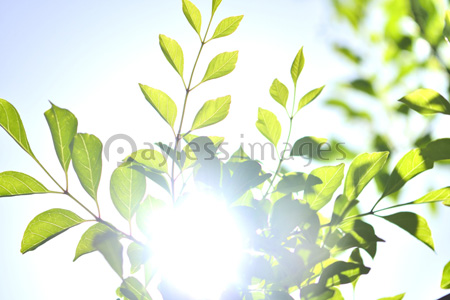 シマトネリコの葉っぱ 商用利用可能な写真素材 イラスト素材ならストックフォトの定額制ペイレスイメージズ