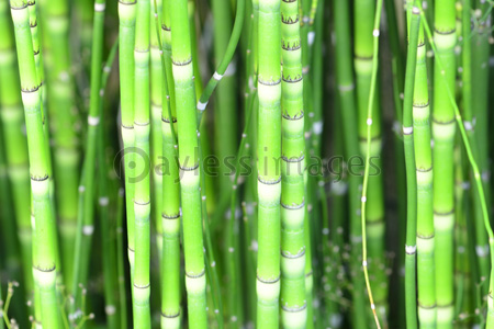 青々とした小さい竹 商用利用可能な写真素材 イラスト素材ならストックフォトの定額制ペイレスイメージズ