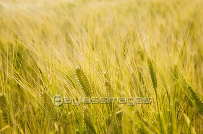 大麦の写真 イラスト素材 Gf0960070350 ペイレスイメージズ