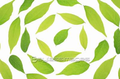 葉絵文字 商用利用可能な写真素材 イラスト素材ならストックフォトの定額制ペイレスイメージズ