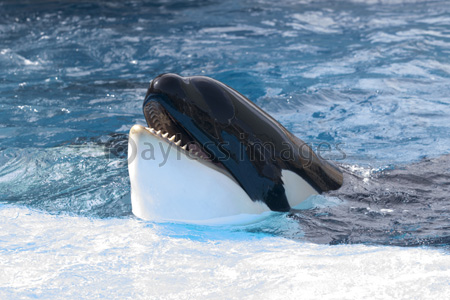 プールから顔を出すシャチ 商用利用可能な写真素材 イラスト素材ならストックフォトの定額制ペイレスイメージズ