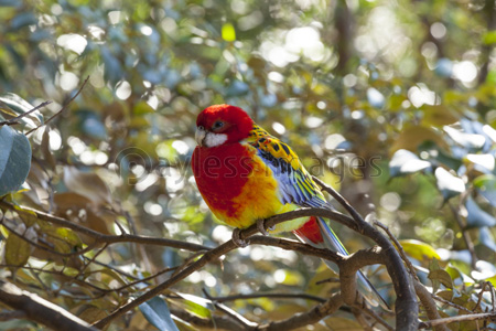 キャンベルタウン野鳥の森 ナナクサインコ ストックフォトの定額制ペイレスイメージズ