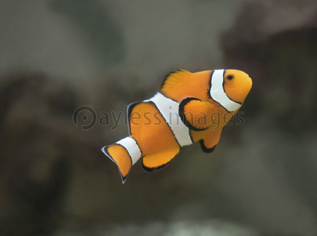 カクレクマノミ 商用利用可能な写真素材 イラスト素材ならストックフォトの定額制ペイレスイメージズ