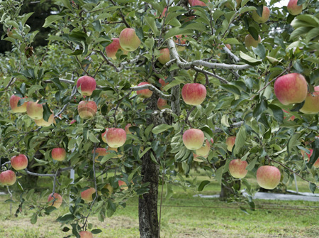 リンゴ畑の林檎 ストックフォトの定額制ペイレスイメージズ