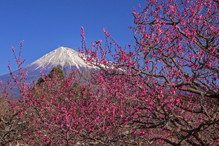 岩本山公園の梅と富士山 ストックフォトの定額制ペイレスイメージズ